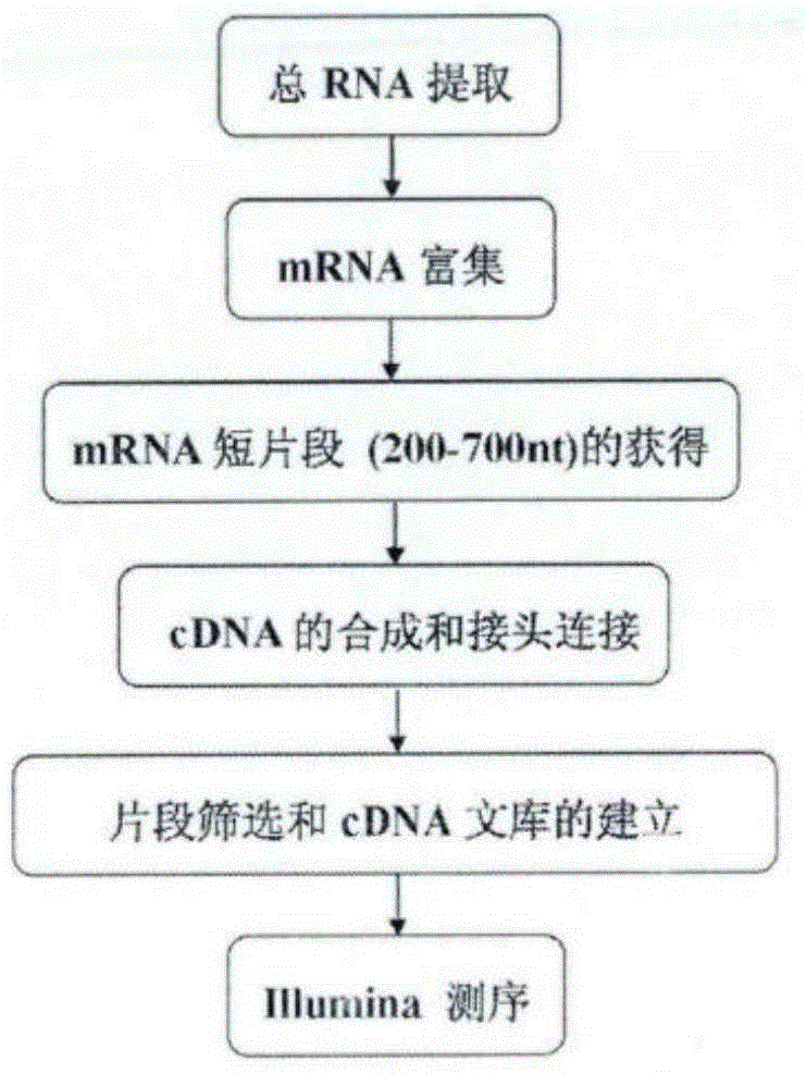 Method for determining up-regulated genes and down-regulated genes in cotton fiber development process