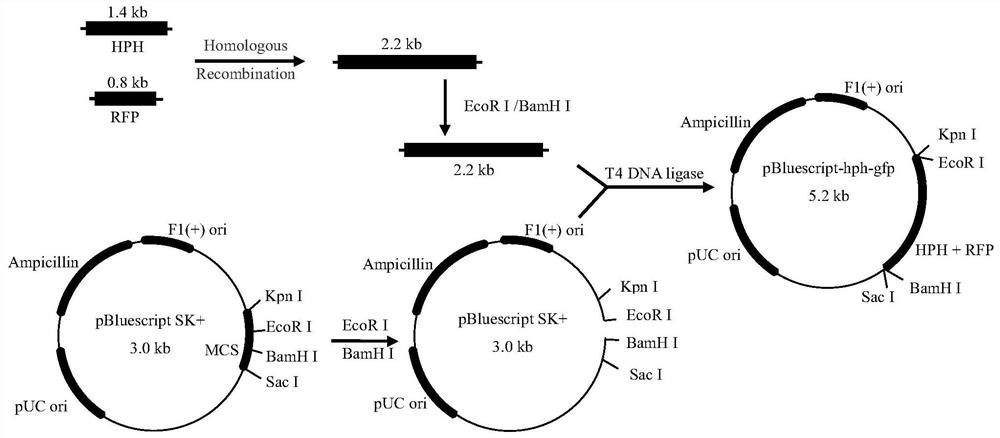 A kind of host Aspergillus oryzae knockout system and its construction method and application