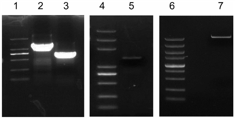 A kind of host Aspergillus oryzae knockout system and its construction method and application
