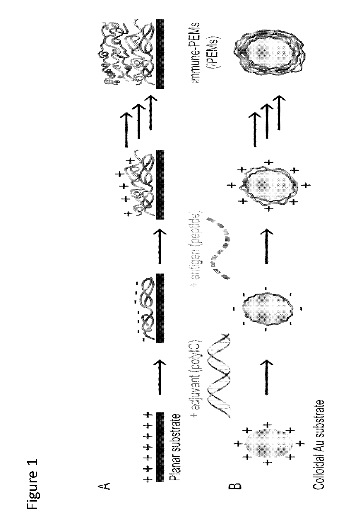 Polyelectrolyte multilayers assembled from immune signal compounds
