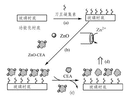 Method for detecting glycoprotein