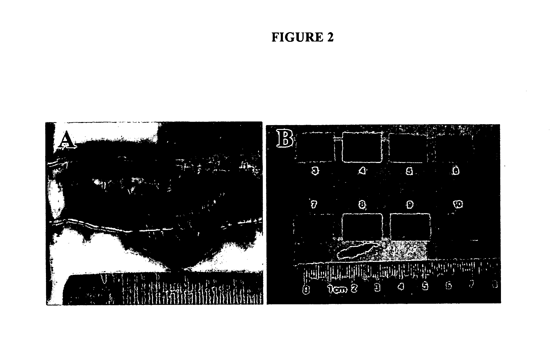 Aligned collagen and method therefor