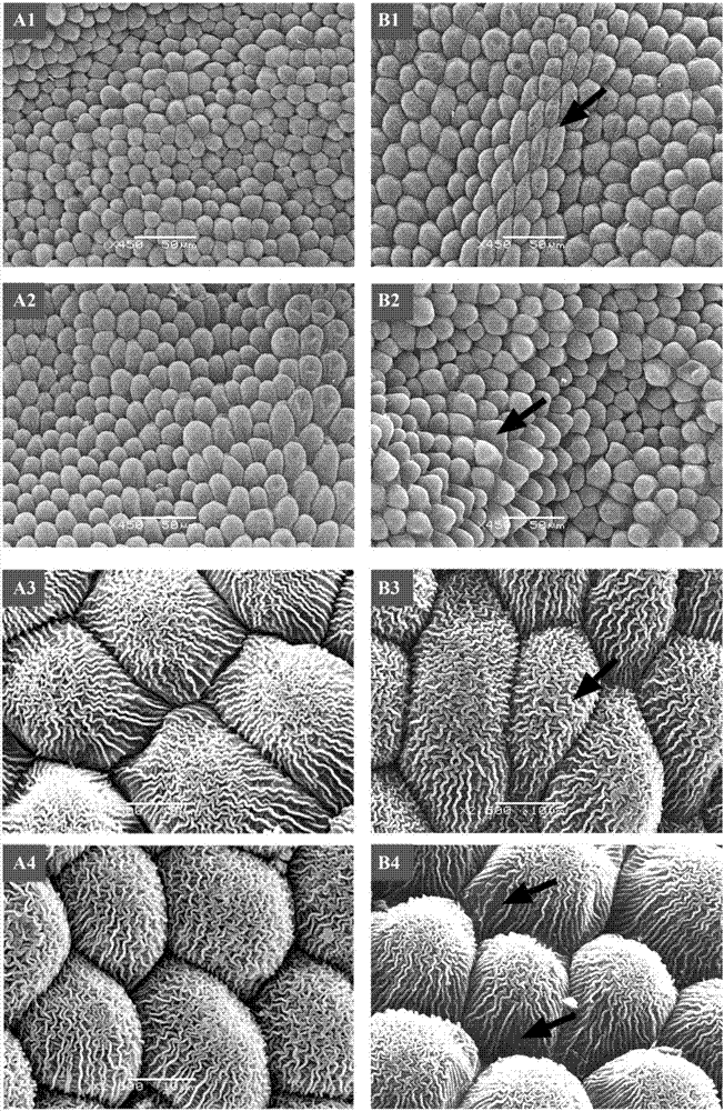 Cleistogamic mutant material of brassica napus and breeding application of cleistogamic mutant material