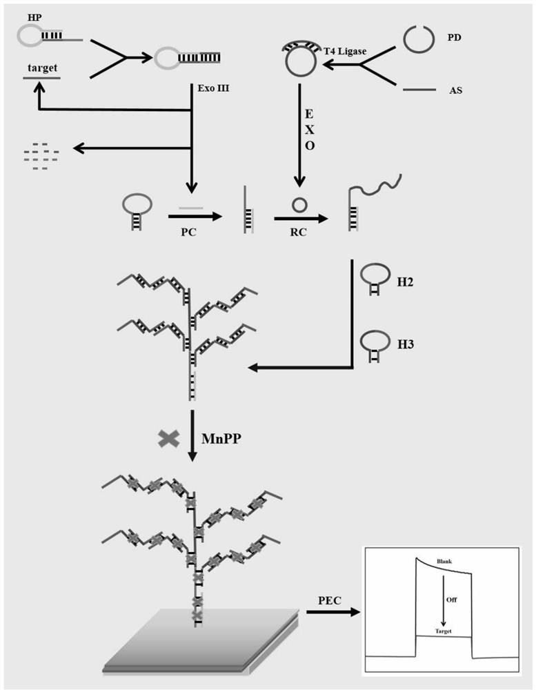 Photoelectric chemical biosensor as well as preparation method and application of photoelectric chemical biosensor