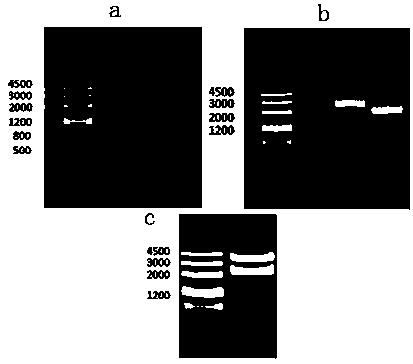 C2H2-type transcription factor gene and application thereof