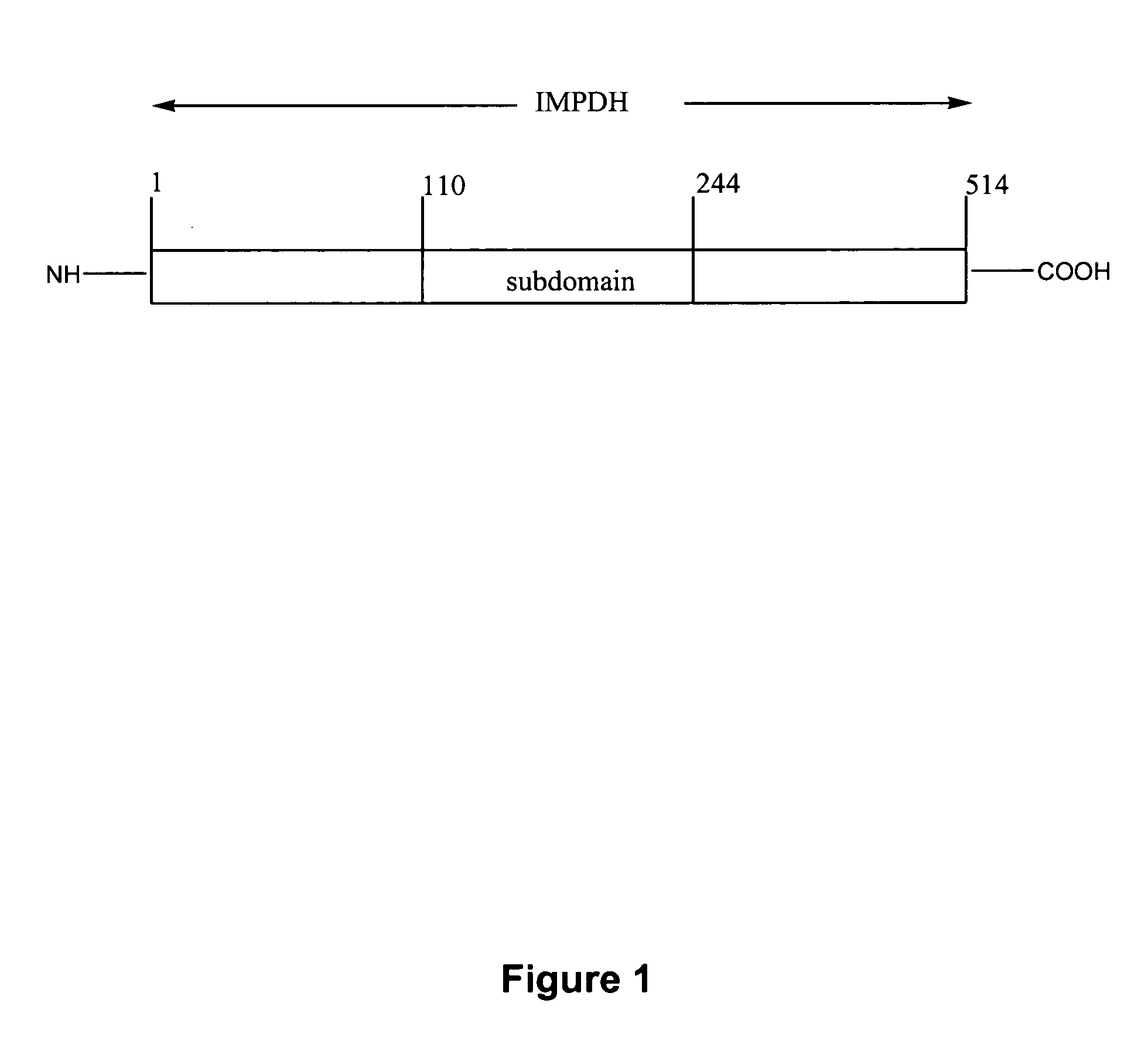 Recombinant histidine-tagged inosine monophosphate dehydrogenase polypeptides