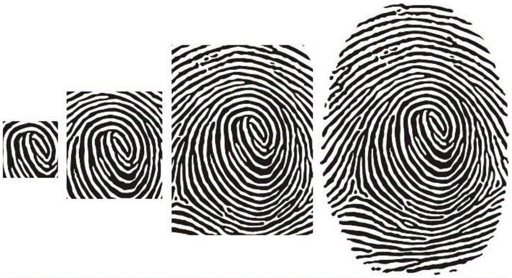 Fingerprint data acquisition method and apparatus and fingerprint identification method and apparatus
