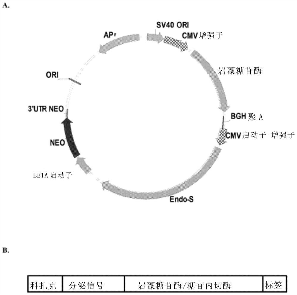 Method for producing recombinant glycoprotein with modified glycosylation