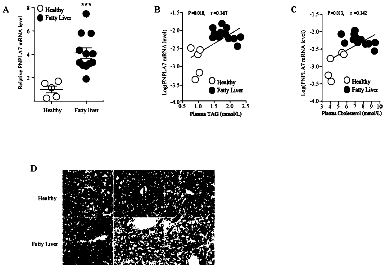 Application of potato-like phospholipase 7