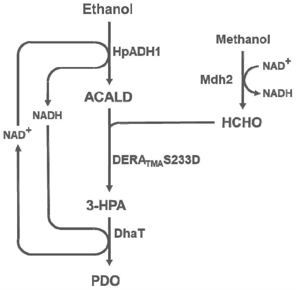 Aldolase mutant and its application in production of 1, 3-propylene glycol