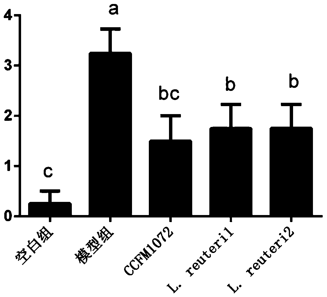 Lactobacillus reuteri capable of relieving atopic asthma Th2 reaction and application of Lactobacillus reuteri