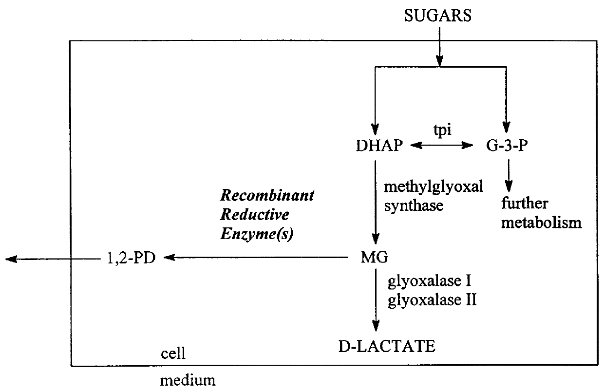 Microbial production of 1,2-propanediol from sugar