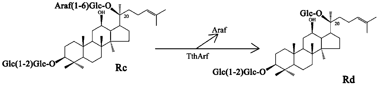 α-l-arabinofuranosidase and its application in the preparation of ginsenoside rd