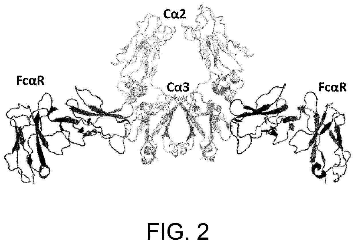 Heterodimerized polypeptide