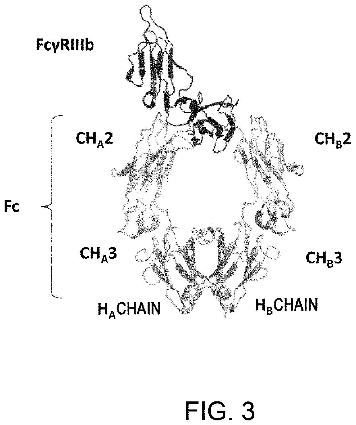 Heterodimerized polypeptide