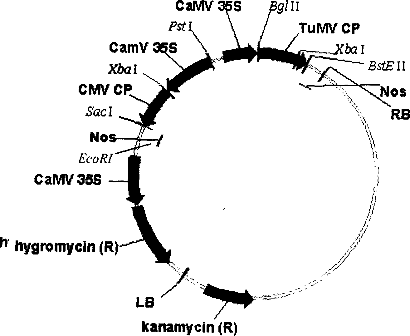 Bivalent carrier of against disease for coat protein gene of turnip mosaic virus and coat protein gene of cucumber mosaic virus