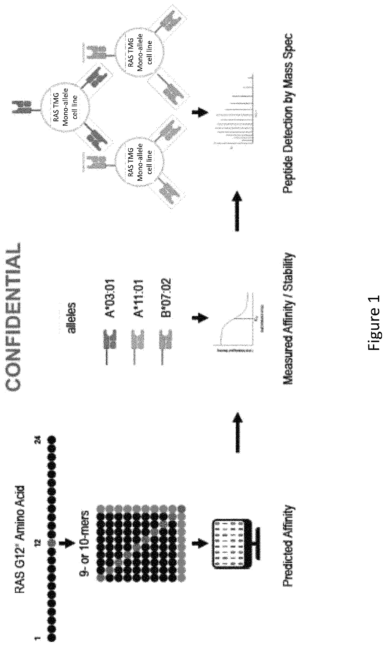Compositions and Methods for Targeting Mutant RAS