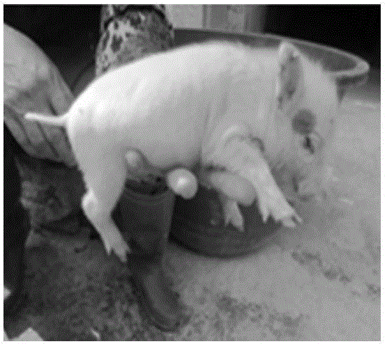 Bama miniature pig MC1R mutant gene causing albinsim and application thereof