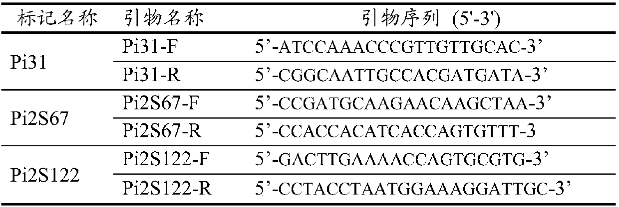 Rice genome recombinant nucleic acid fragment RecCR012613 and detection method thereof