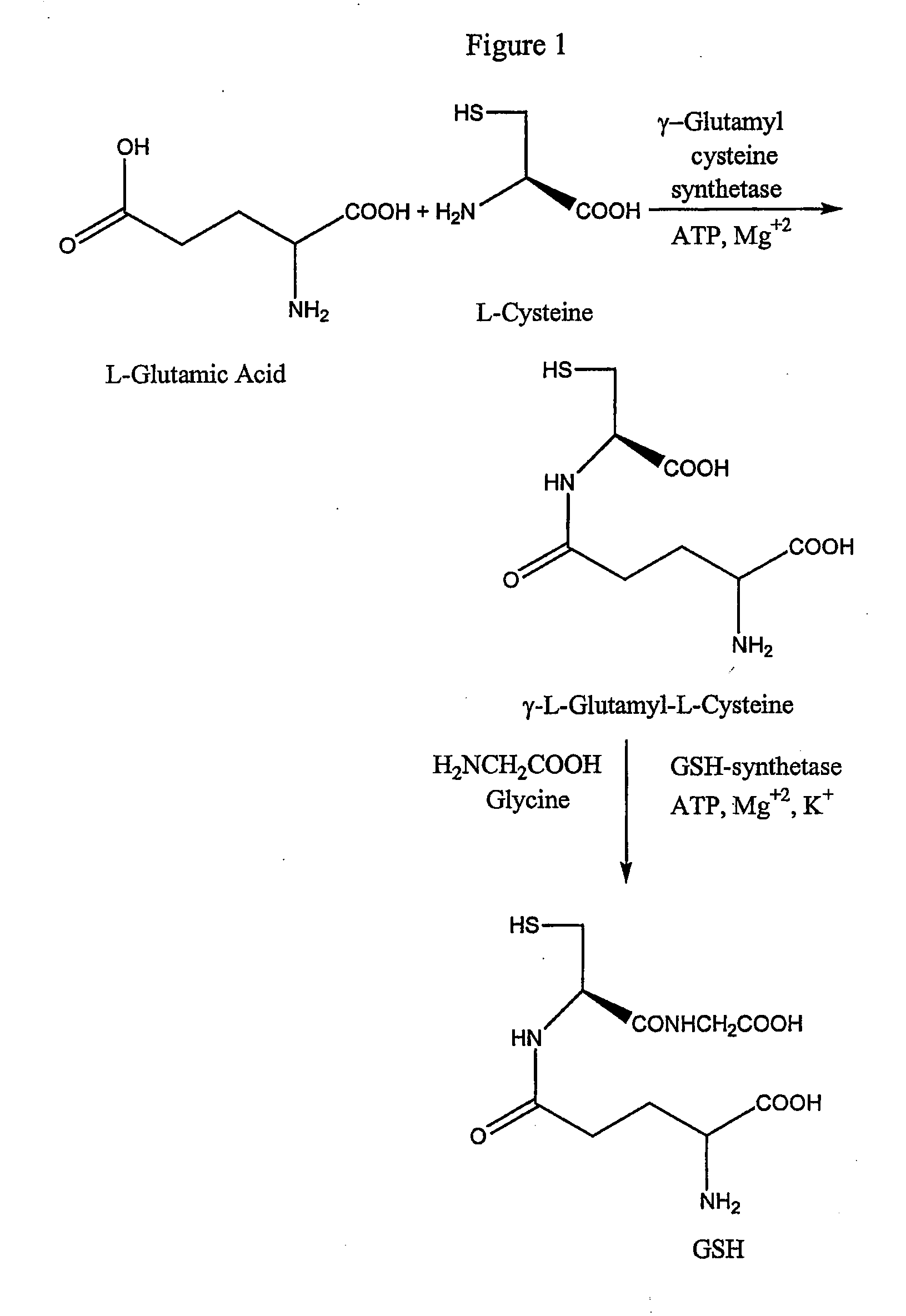 Method to enhance delivery of glutathione and atp levels in cells