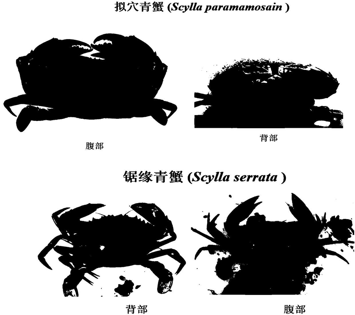 Method for identifying scylla paramamosain from scylla serrate