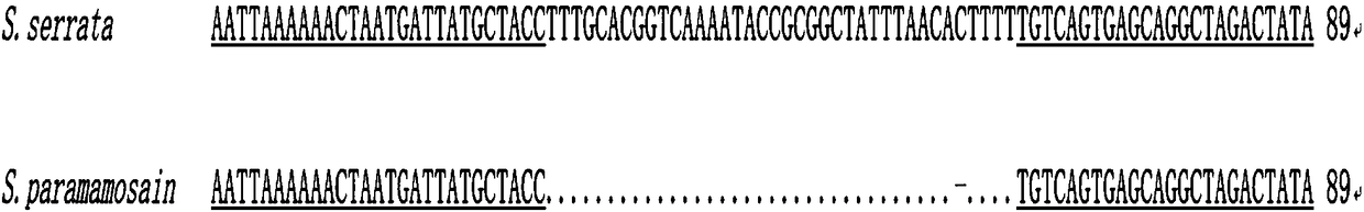 Method for identifying scylla paramamosain from scylla serrate