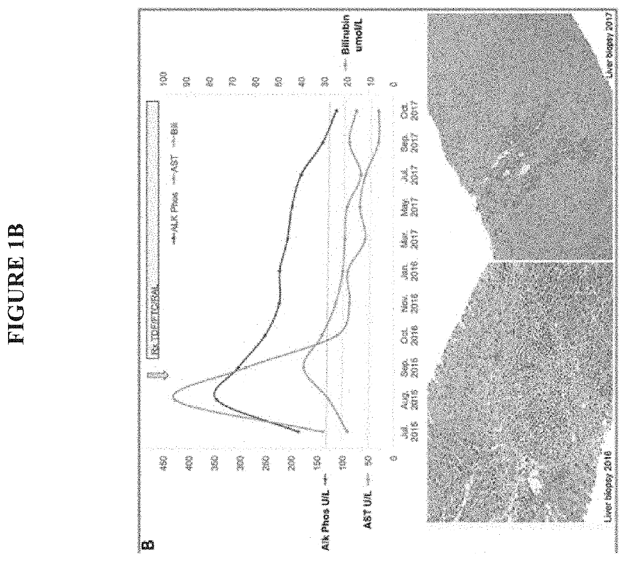 Betaretrovirus epitopes and related methods of use