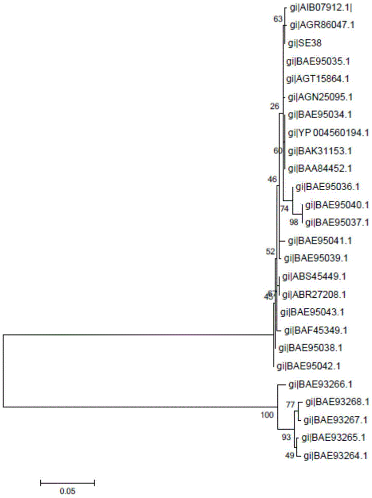 Erysipelothrix rhusiopathiae subunit vaccine, preparation method and application