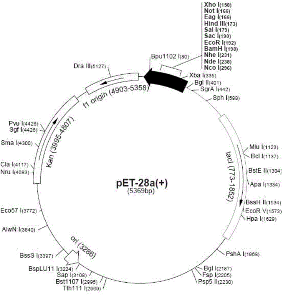 Erysipelothrix rhusiopathiae subunit vaccine, preparation method and application