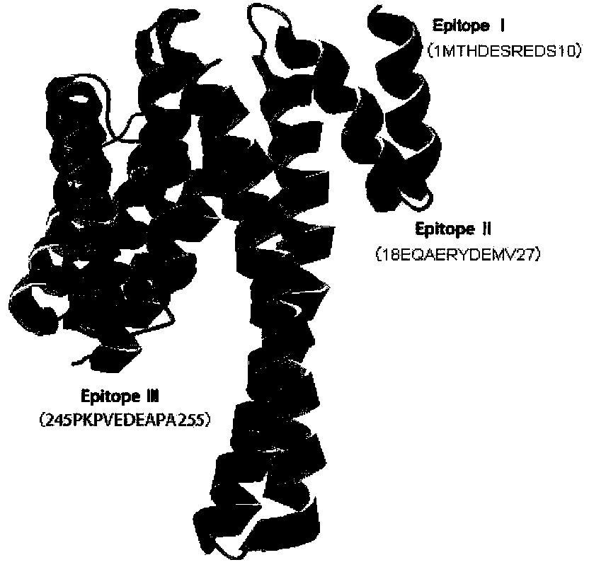 Physarum polycephalum 14-3-3 protein monoclonal antibodies and preparation method thereof