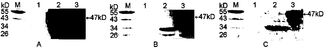 Physarum polycephalum 14-3-3 protein monoclonal antibodies and preparation method thereof