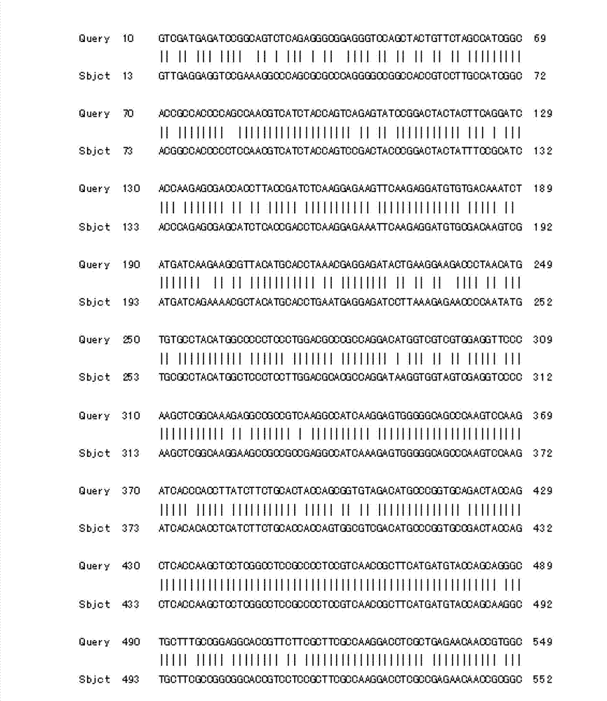 Tulip chalcone synthase TfCHS protein, and coding gene and probe thereof