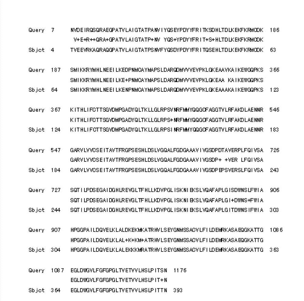 Tulip chalcone synthase TfCHS protein, and coding gene and probe thereof