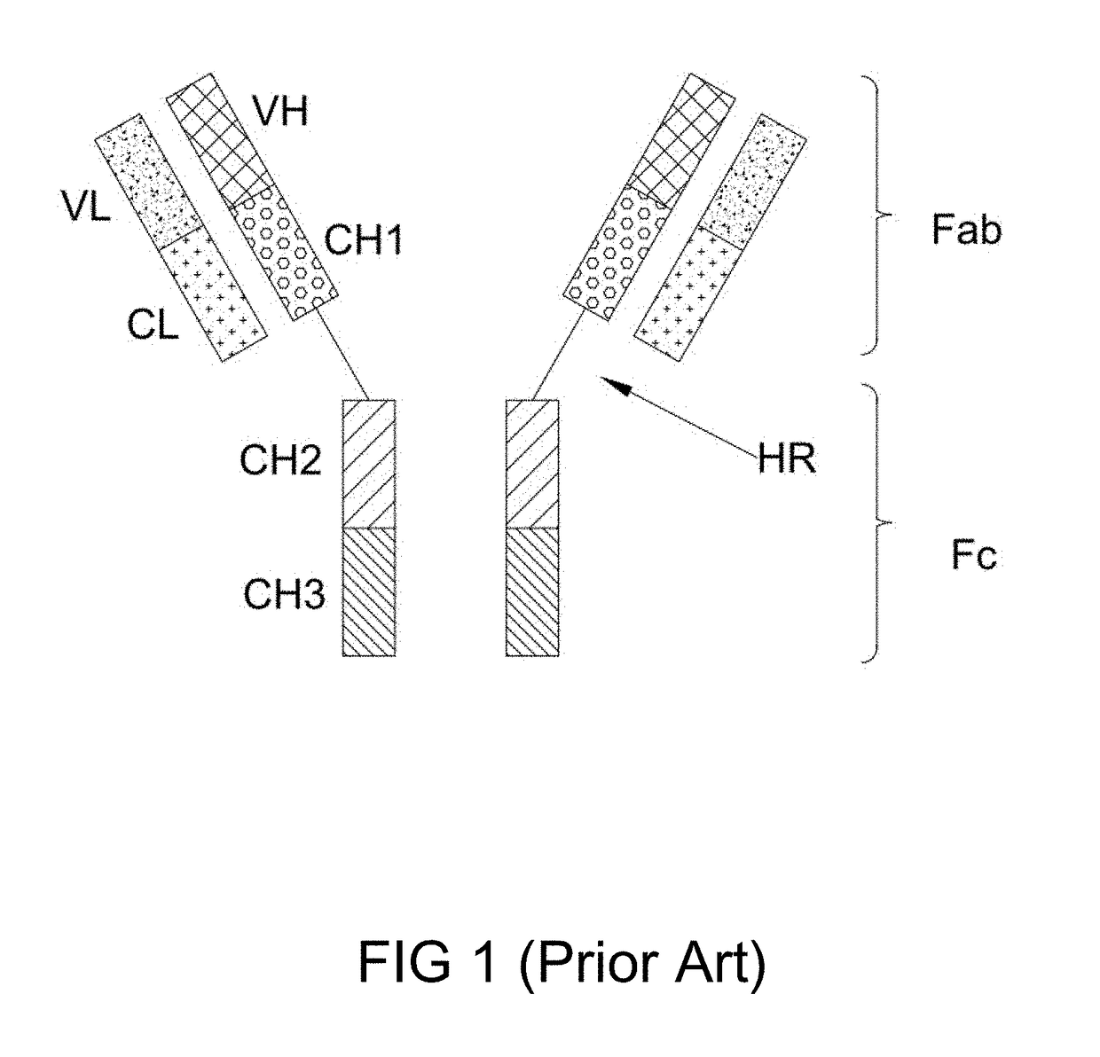 Bi-specific antibodies and uses thereof