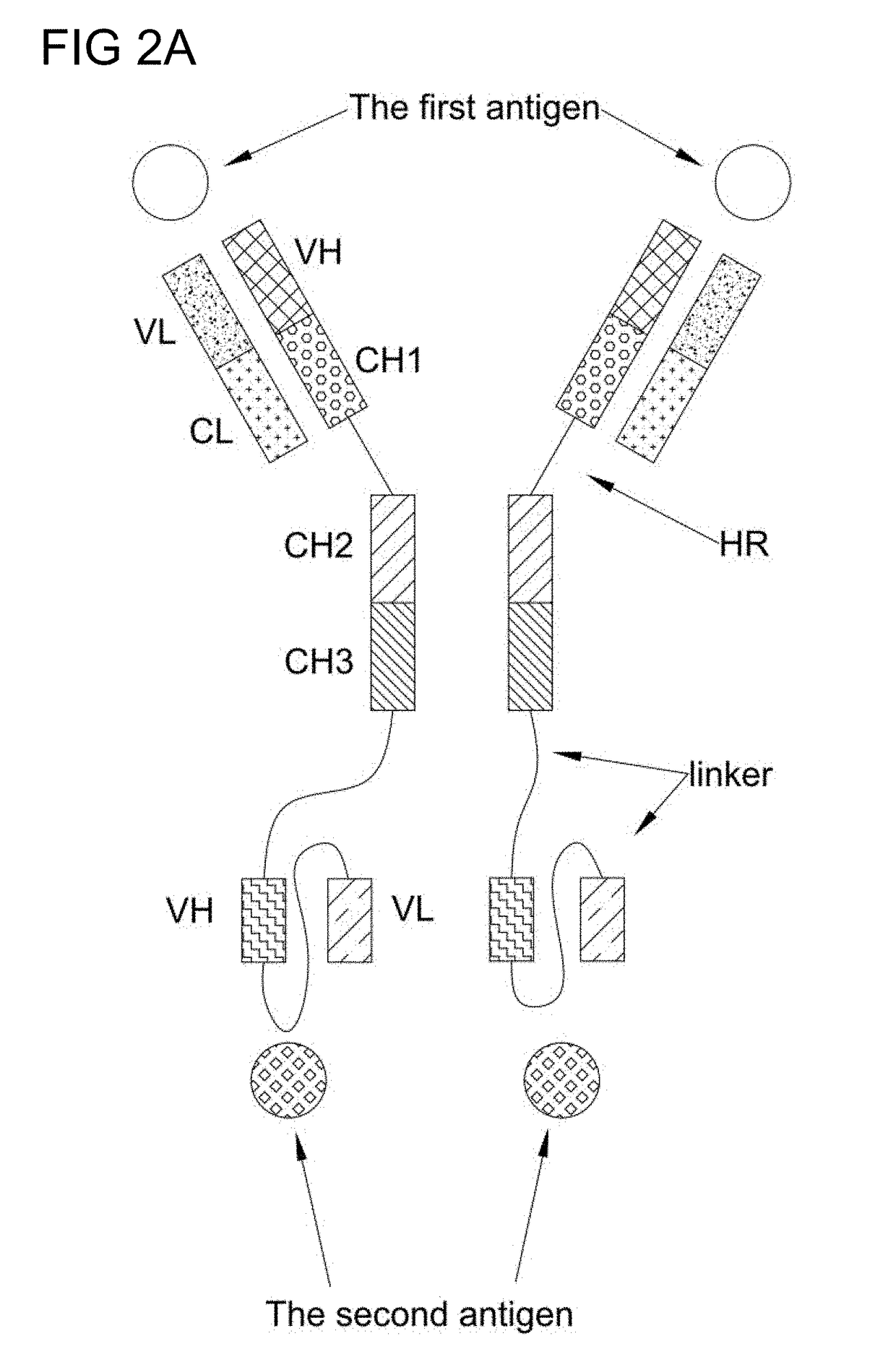 Bi-specific antibodies and uses thereof