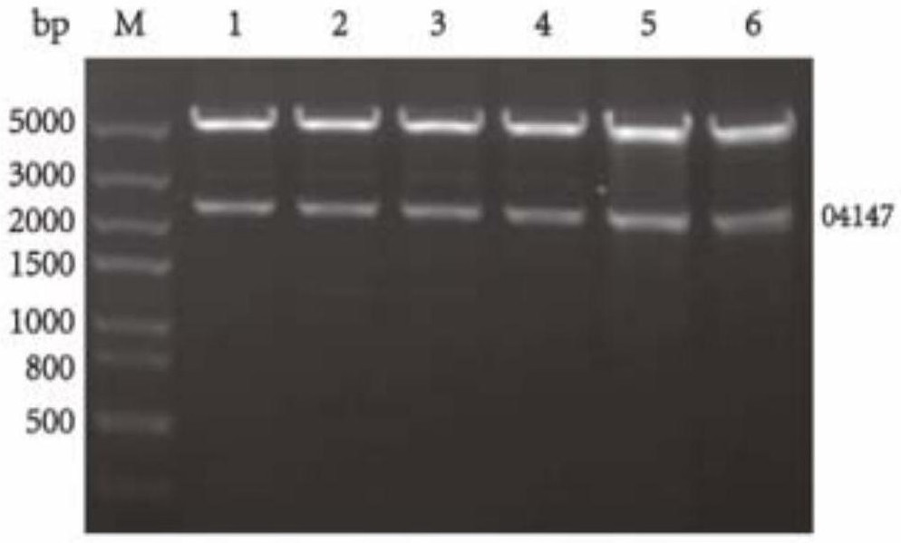 Application of polysaccharide lyase coding gene 04147 in preparation of recombinant peach gum polysaccharide hydrolase