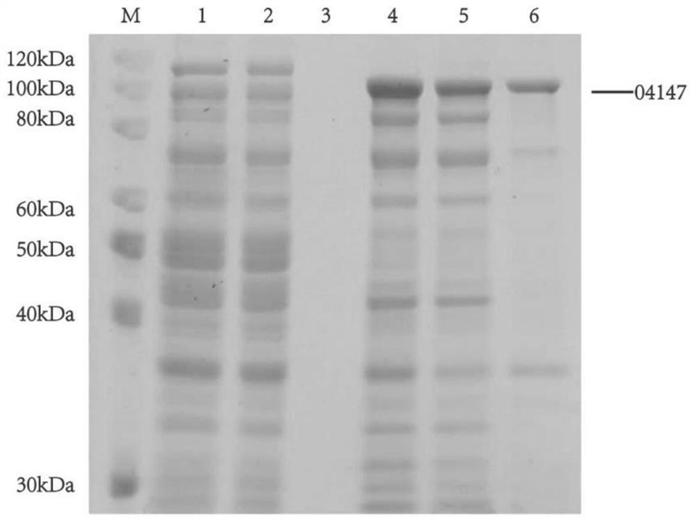 Application of polysaccharide lyase coding gene 04147 in preparation of recombinant peach gum polysaccharide hydrolase