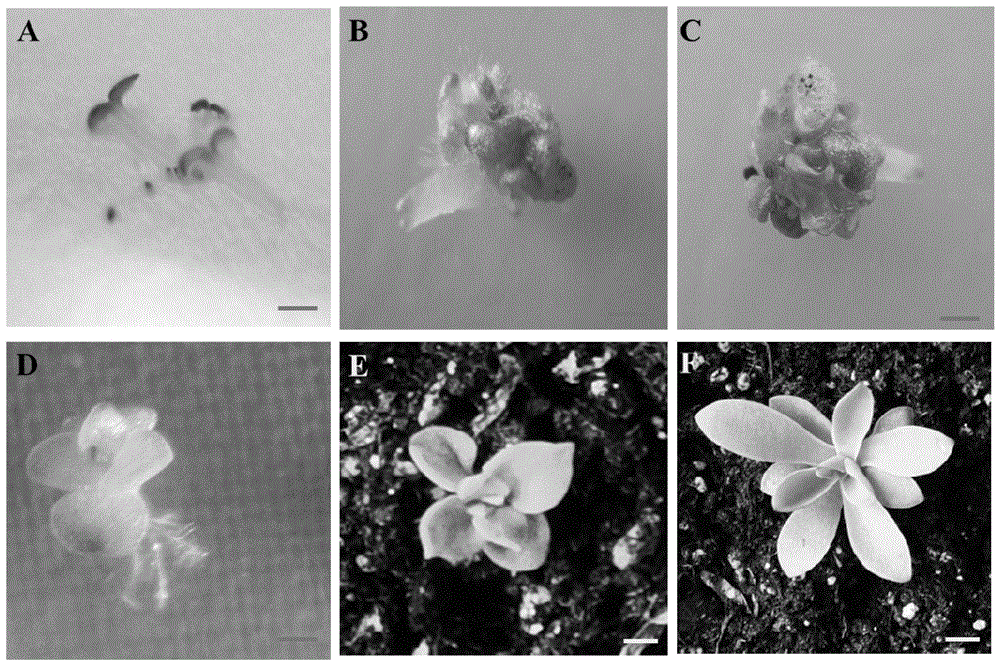 A kind of method for fast in vitro propagation of Crassulaceae plants