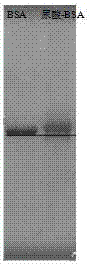 Preparation method of uric acid artificial antigen