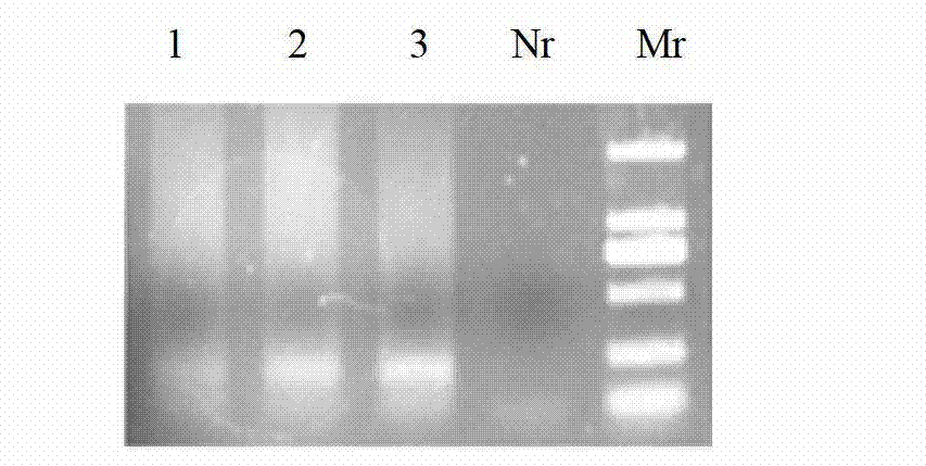 Method for obtaining high-quality fermented grain microorganism genome DNA (deoxyribonucleic acid) by pretreatment