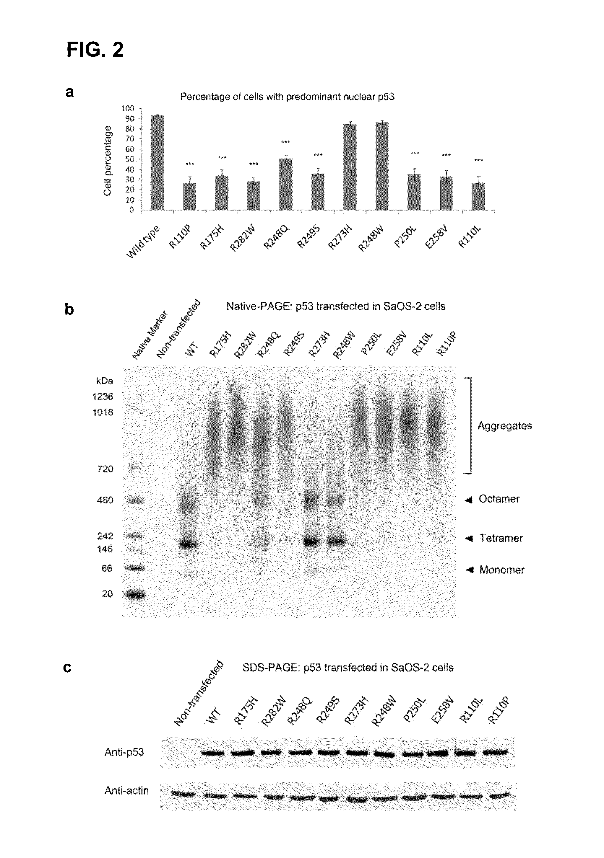 Methods for screening inhibitors of tumor associated protein aggregation