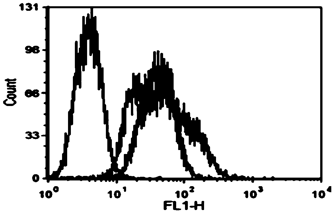 Rhamnose modified tumor whole-cell vaccine