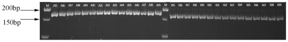 Primer pair, kit containing same, use and method for detecting ecotypes a17 and r108 of Medicago truncatula