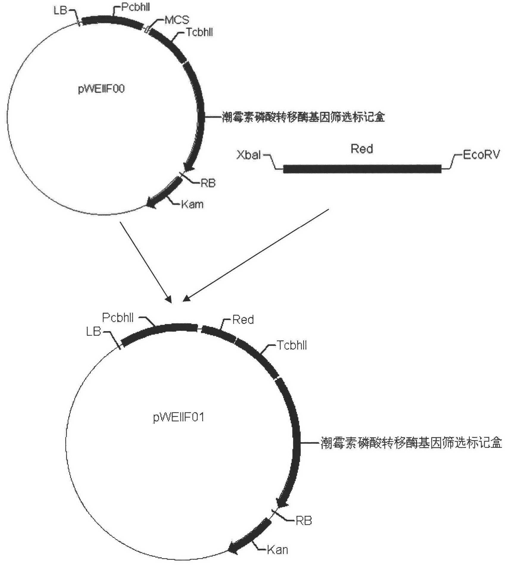 Expression equipment for expressing exogenous protein by secretion in trichoderma reesei and application of expression equipment