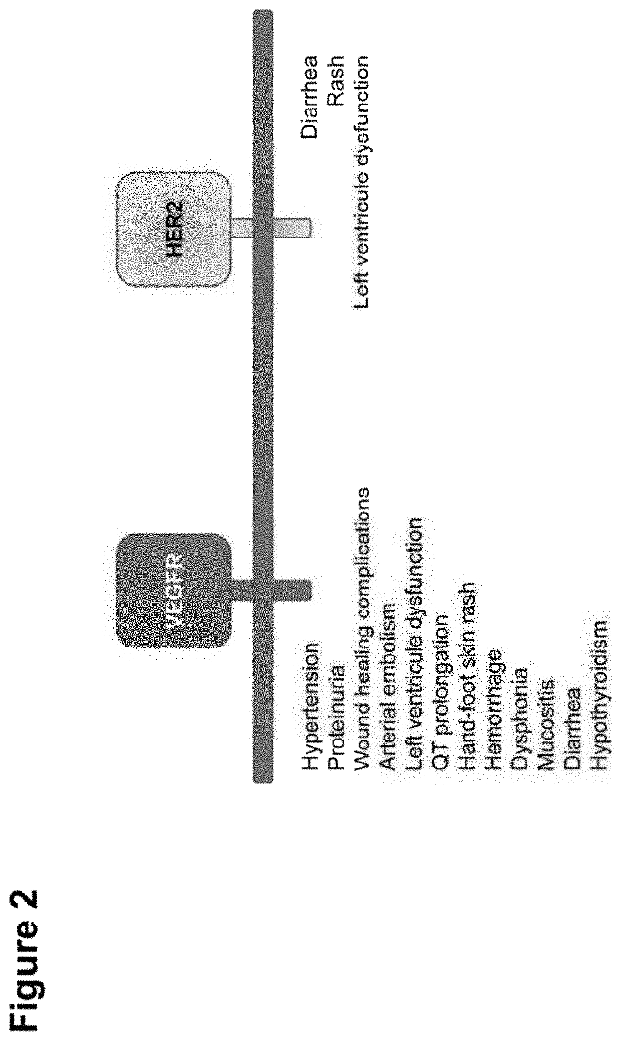 Shielded and homing bispecific antibody that simultaneously inhibits angiogenic pathway targets and her2 family proteins and uses thereof