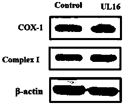Application of UL16 protein in preparation of related drugs for promoting mitochondrial functions of cells