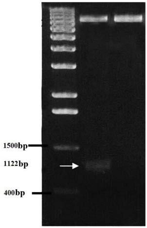 Application of UL16 protein in preparation of related drugs for promoting mitochondrial functions of cells