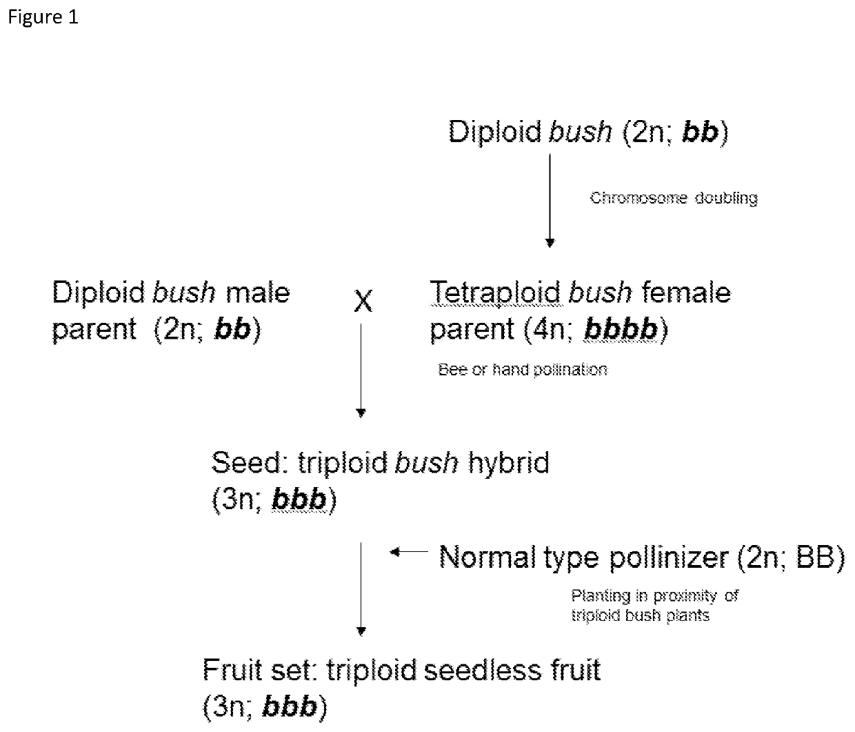Triploid watermelon plants with a bush growth habit
