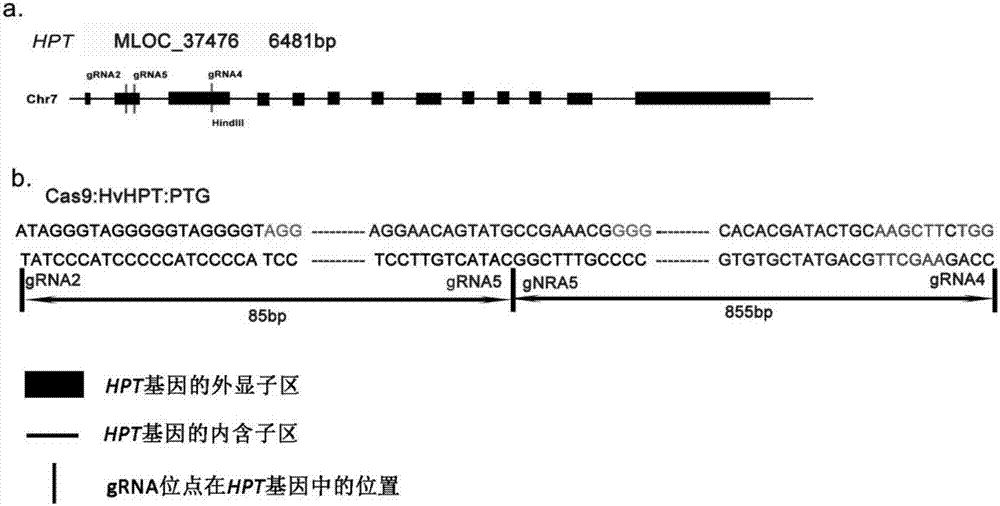 Method for applying CRISPR-Cas9 system to knockout of key gene HPT in VE synthesis pathway of barley