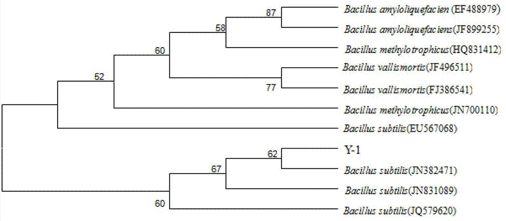 Bacillus subtilis and preparation and application of microbial inoculum thereof